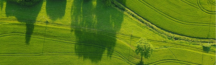 Green field